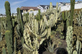 Euphorbia Ammak 1 Cutting 12" (Euphorbia ammak) Columnar Succulent