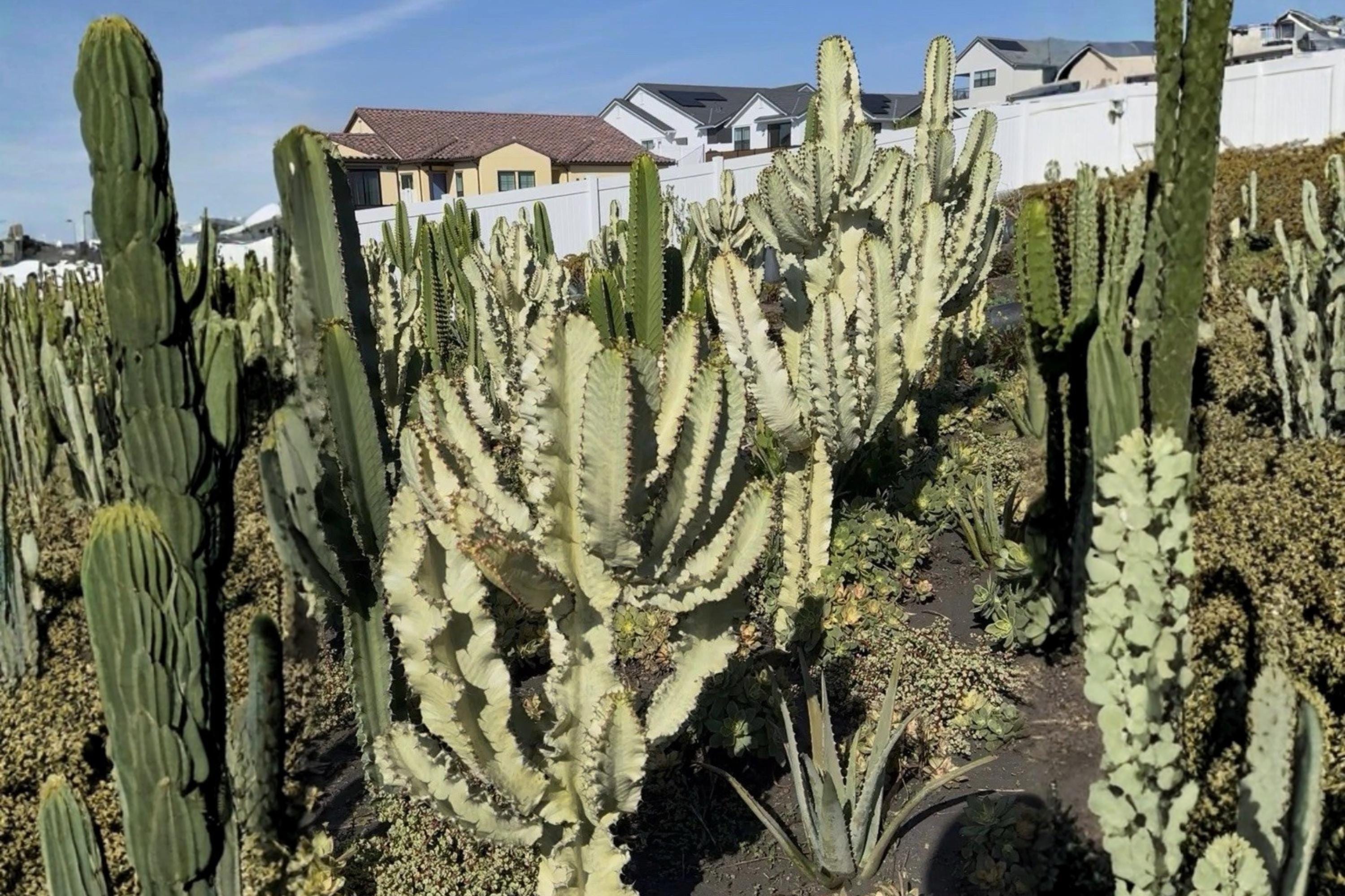 Euphorbia Ammak 1 Cutting 12" (Euphorbia ammak) Columnar Succulent