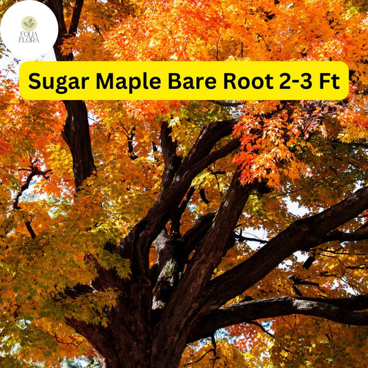 1 Sugar Maple Tree, 2-3 Ft Tall, Live Bare Root Plant, Acer saccharum, Fast Growing Shade Tree