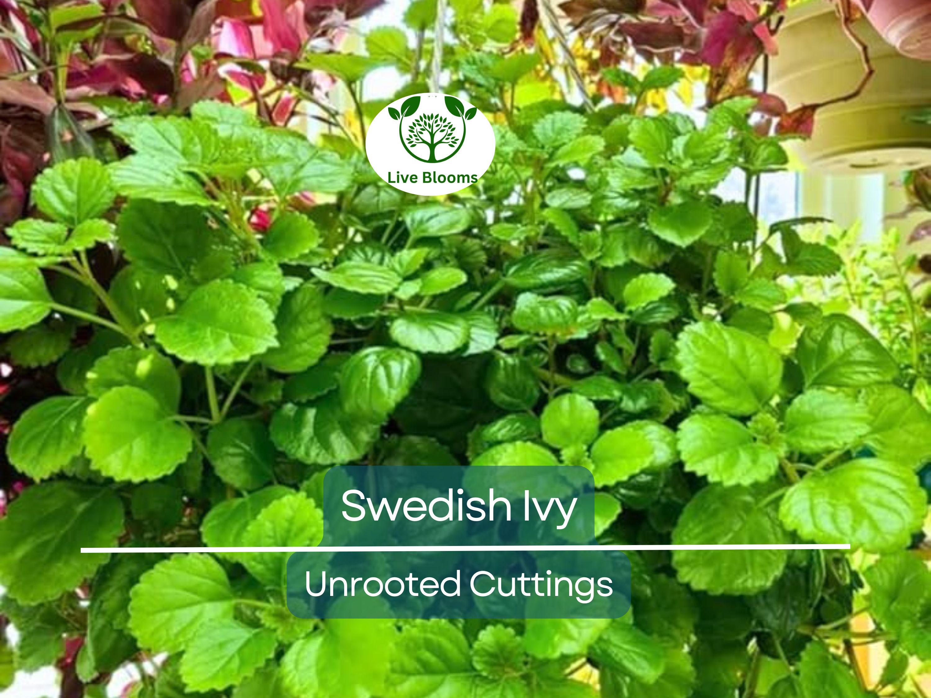 5 Organic Swedish Ivy Unrooted Cuttings 4" Length - Plectranthus Verticillatus - Easy to Grow Houseplant for Propagation & Indoor Decor
