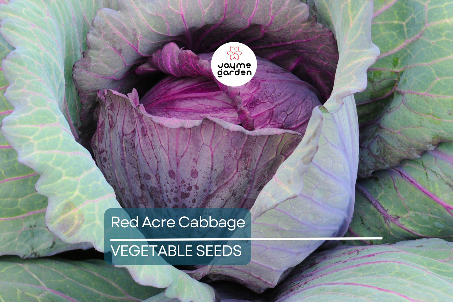 750 Red Acre Cabbage Seeds - Non-GMO Heirloom, Reddish-Purple Heads, Gourmet Variety