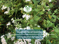 500 Ageratina Altissima White Snakeroot Seeds, Native Perennial, White Flowers, Pollinator-Friendly, Woodland Garden