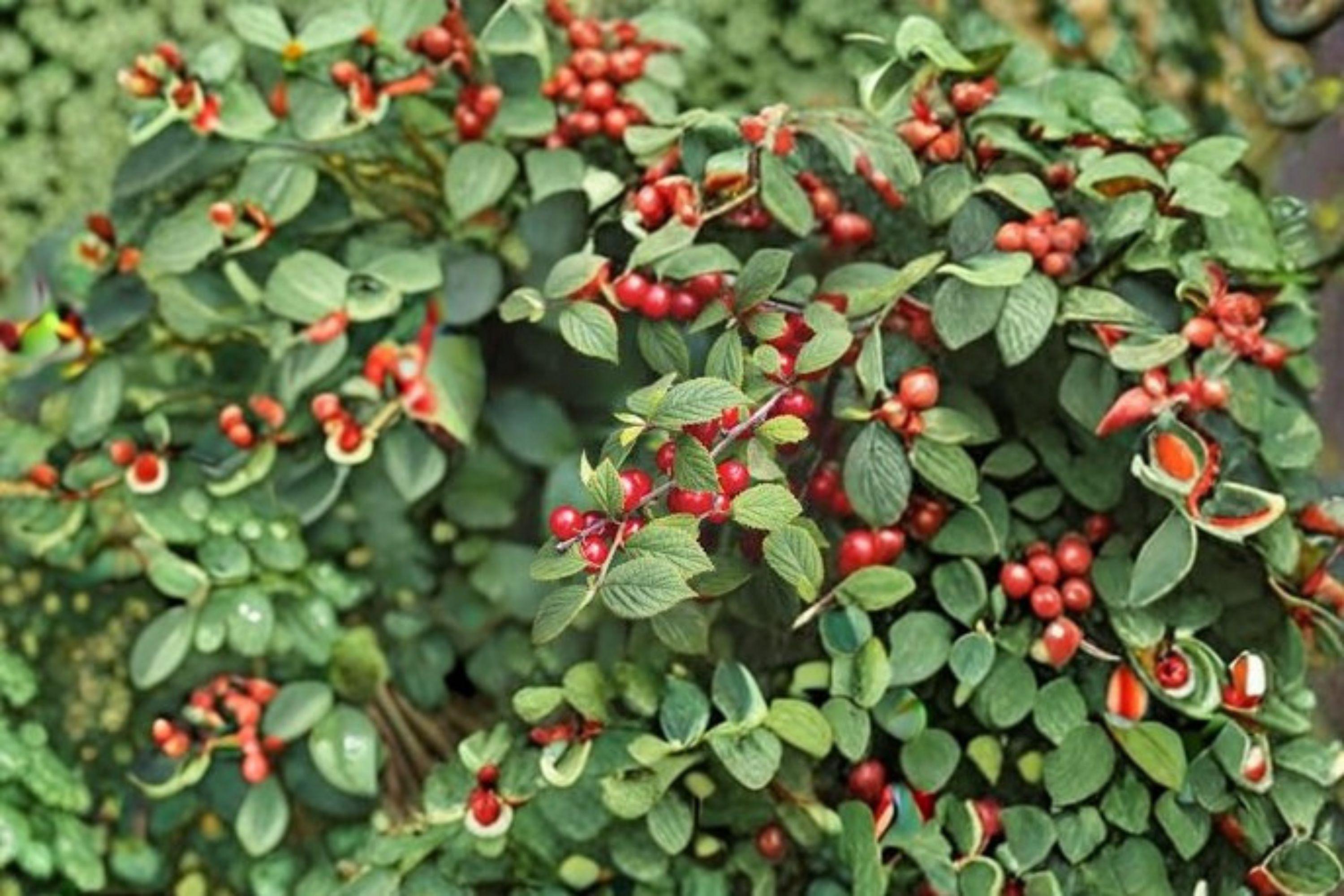Prunus tomentosa – Nanking Cherry 10 Seeds | Hardy Fruiting Shrub | Early Spring Blooms | Sweet-Tart Cherries