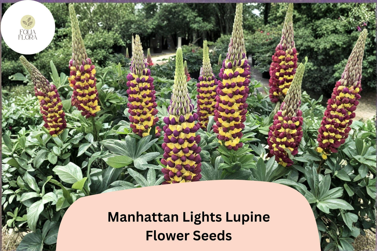25+ Manhattan Lights Lupine Seeds | Bicolor Purple Yellow Lupinus | Tall Lupine for Garden Planting