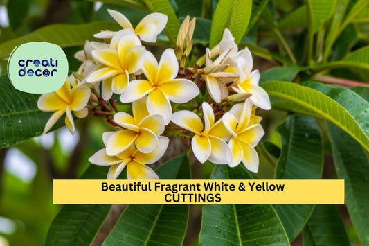1 Fragrant White & Yellow Plumeria Cutting | 10”+ Unrooted Stem | Prepared for Rooting | Tropical Flowering Plant