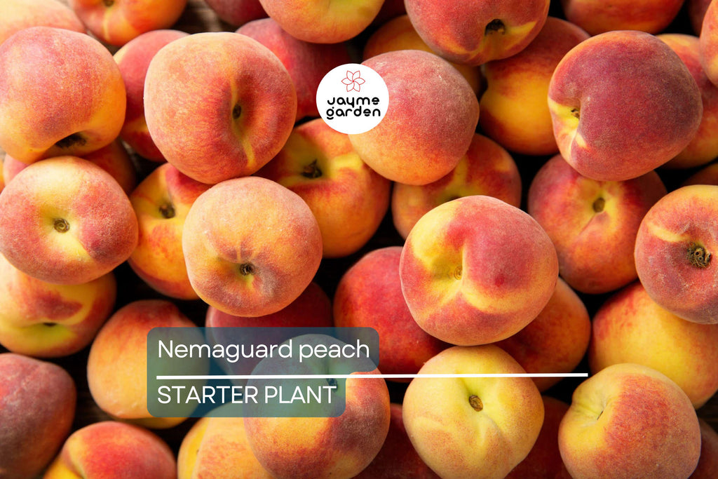 Nemaguard Peach Starter Plant (6-8 Inches Tall) | Live Healthy Seedling | Deciduous Tree | Easy to Grow | Great for Landscaping