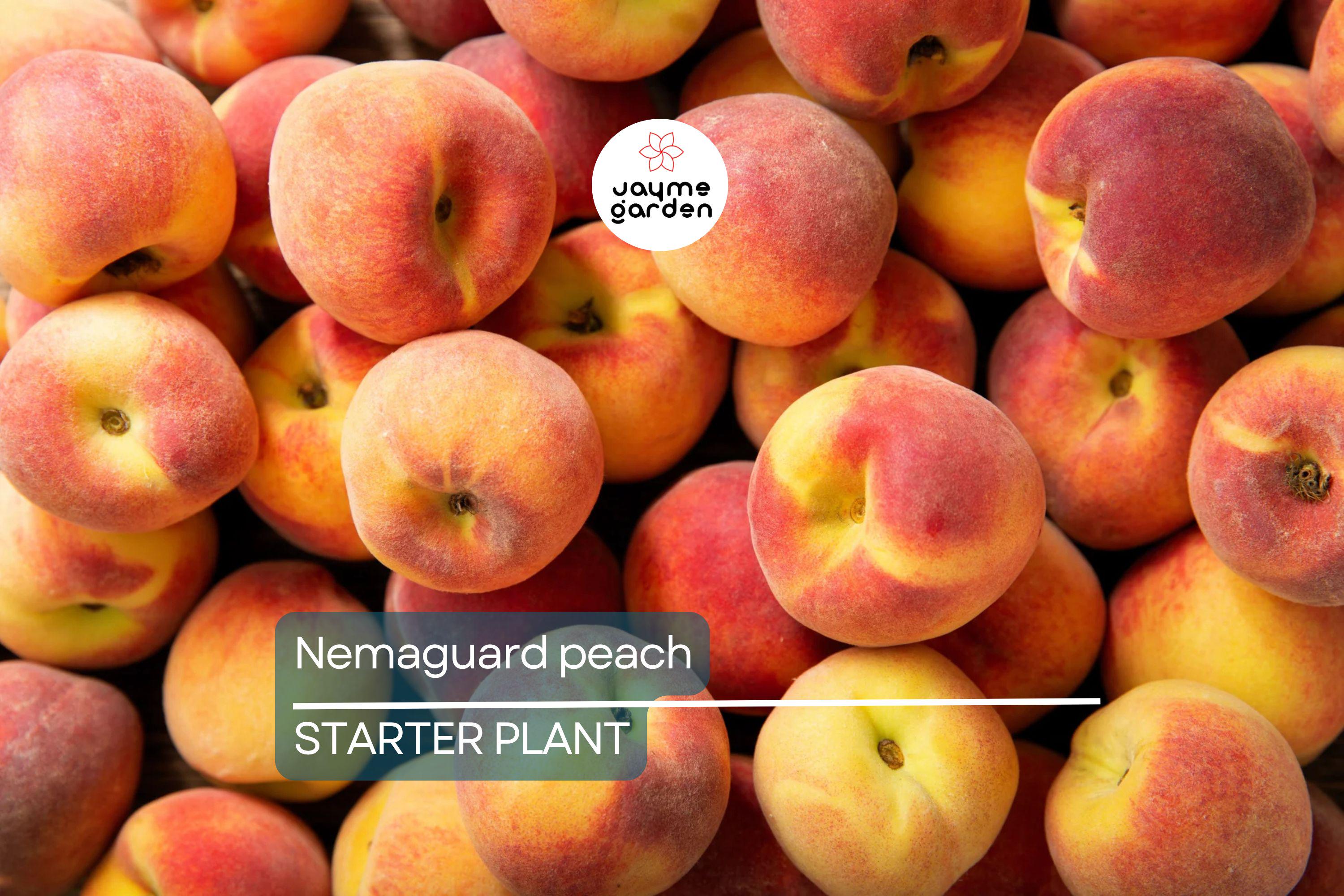 Nemaguard Peach Starter Plant (6-8 Inches Tall) | Live Healthy Seedling | Deciduous Tree | Easy to Grow | Great for Landscaping