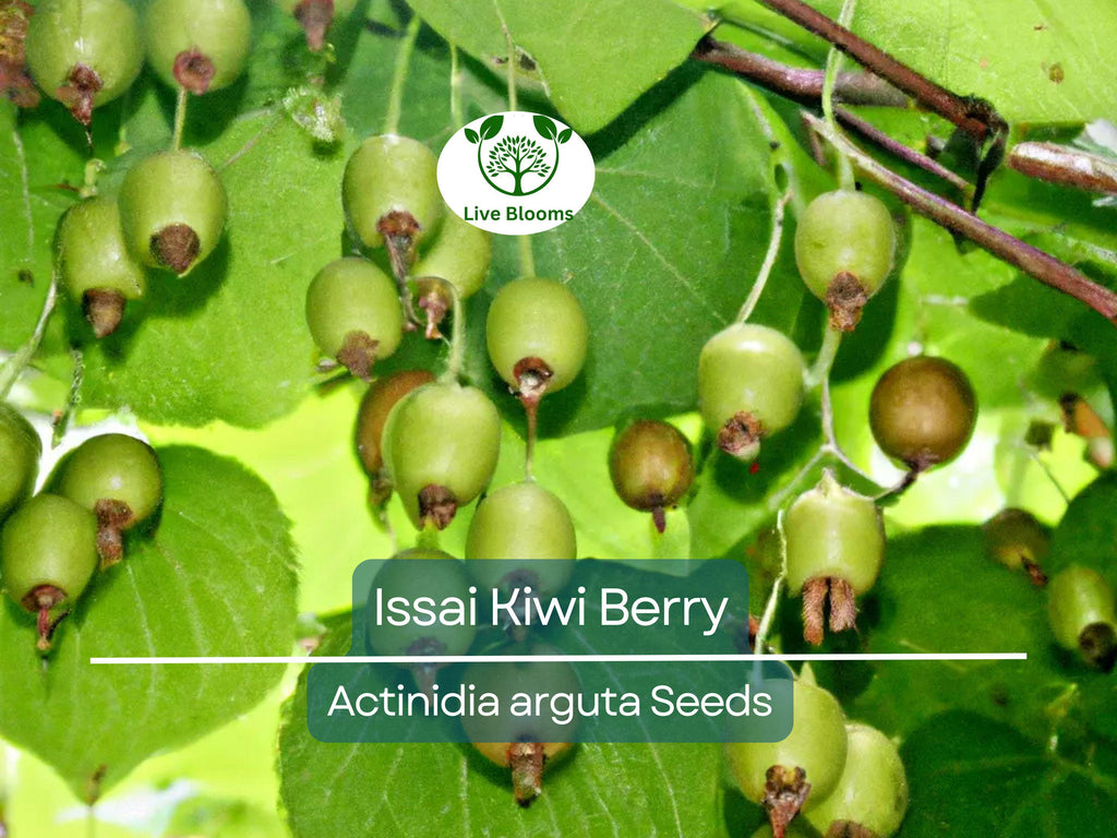 30 Issai Kiwi Berry Seeds | Arctic Grape, Kiwiberry | Fast-Growing Edible Fruit Vine | Hardy Kiwi | Actinidia arguta | Rare Fruit Seeds