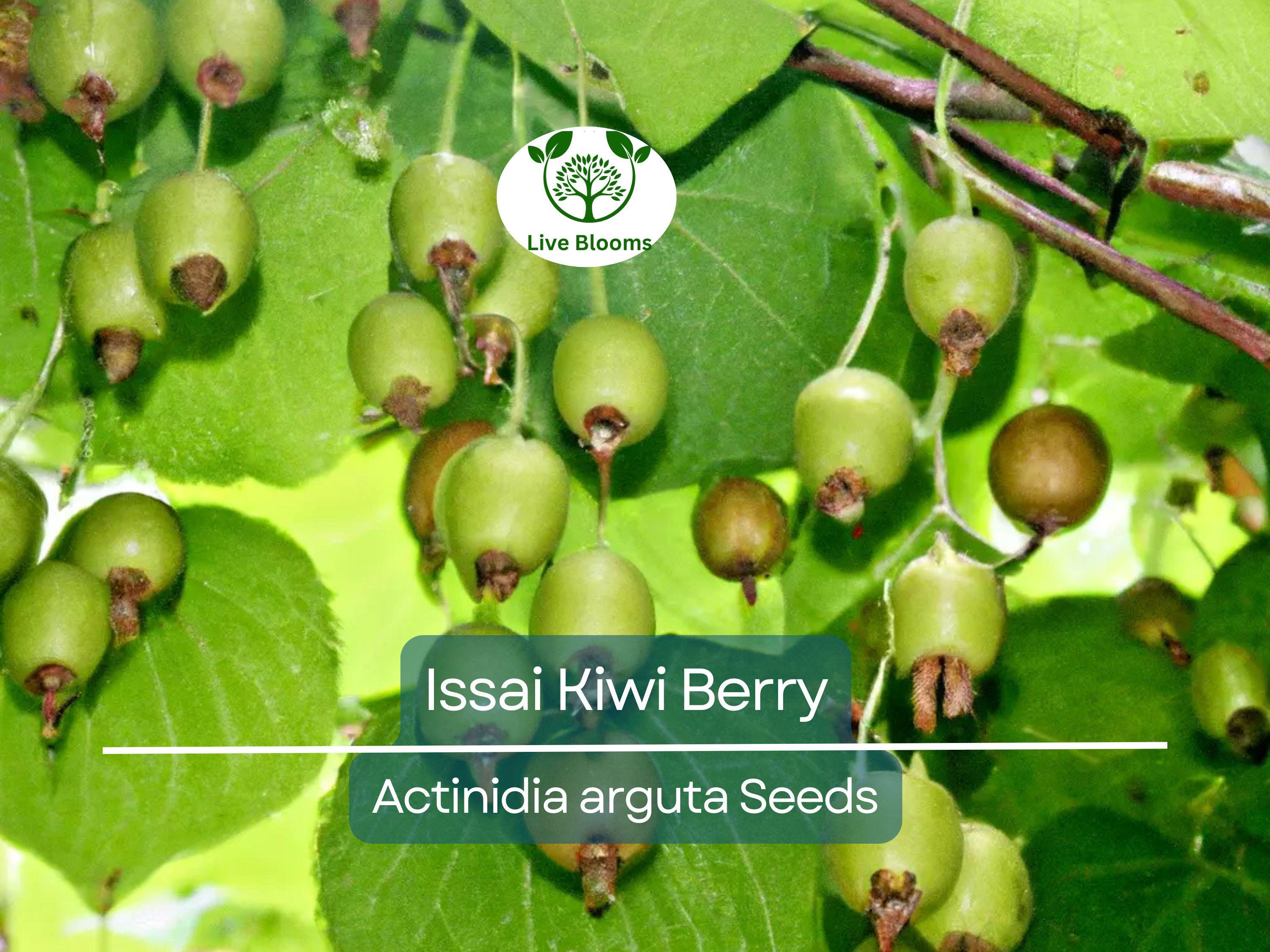 30 Issai Kiwi Berry Seeds | Arctic Grape, Kiwiberry | Fast-Growing Edible Fruit Vine | Hardy Kiwi | Actinidia arguta | Rare Fruit Seeds