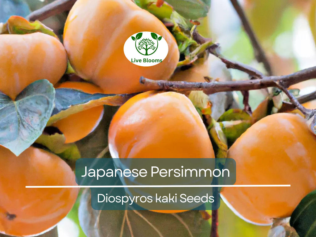5 Japanese Persimmon Seeds (Diospyros kaki) - Edible Fruit Tree, Sweet, Nutritious Fruit for Garden or Orchard - Non-GMO, Easy to Grow