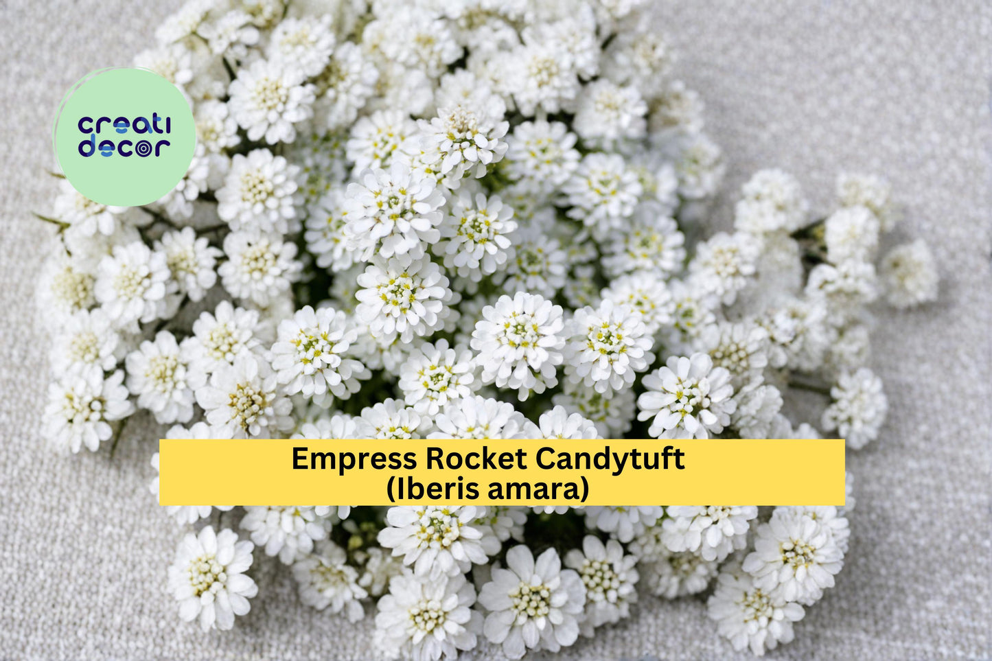 Empress Rocket Candytuft Seeds Iberis amara 100 Count White Flower Garden Plant Seeds Annual Border Flower