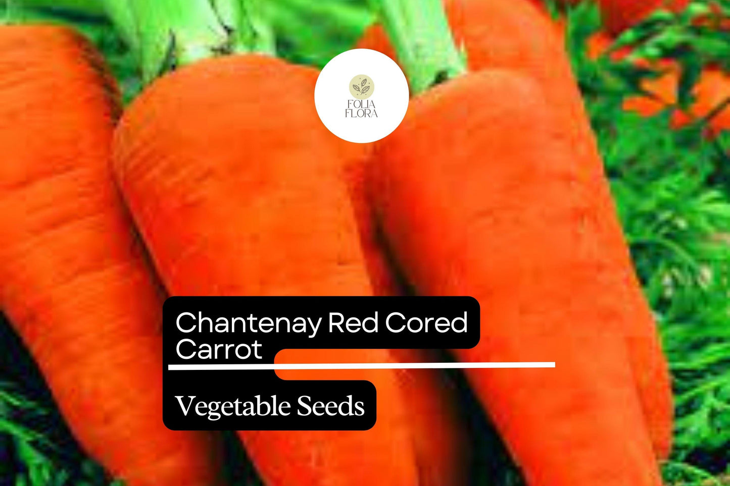 300 Seeds Red Cored Chantenay Carrot (Daucus carota) – Sweet, Crisp Heirloom Variety