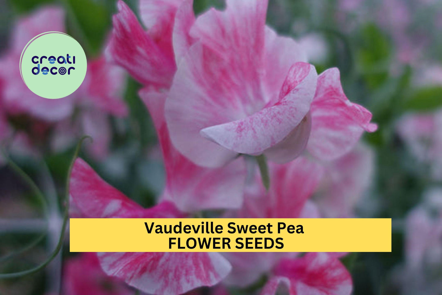 50+ Vaudeville Sweet Pea Seeds – Red & Purple Fragrant Blooms for Garden Planting, Climbing Vines for Trellises Bouquets – USA
