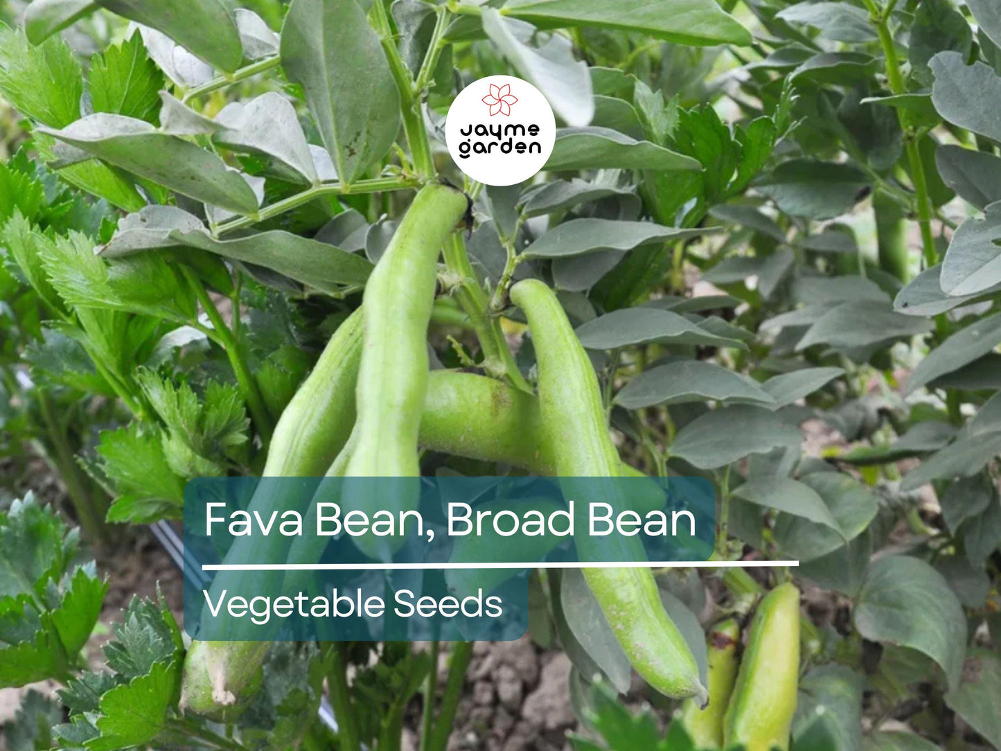 Fava Bean 5 Gram Seeds - Heirloom Non-GMO Broad Beans for Planting - High-Yield, Protein-Rich Beans for Garden Beds & Raised Beds