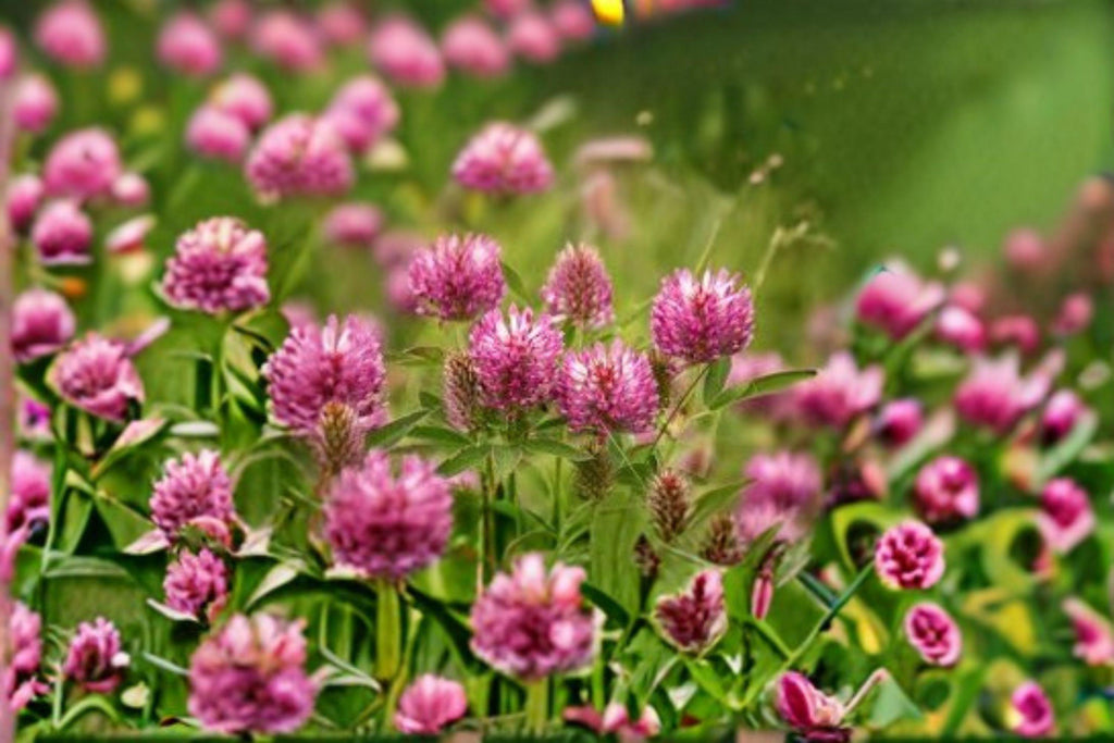 Red Clover – Trifolium pratense Seeds | 100 Seeds | Nitrogen Fixing | Pollinator Friendly Cover Crop