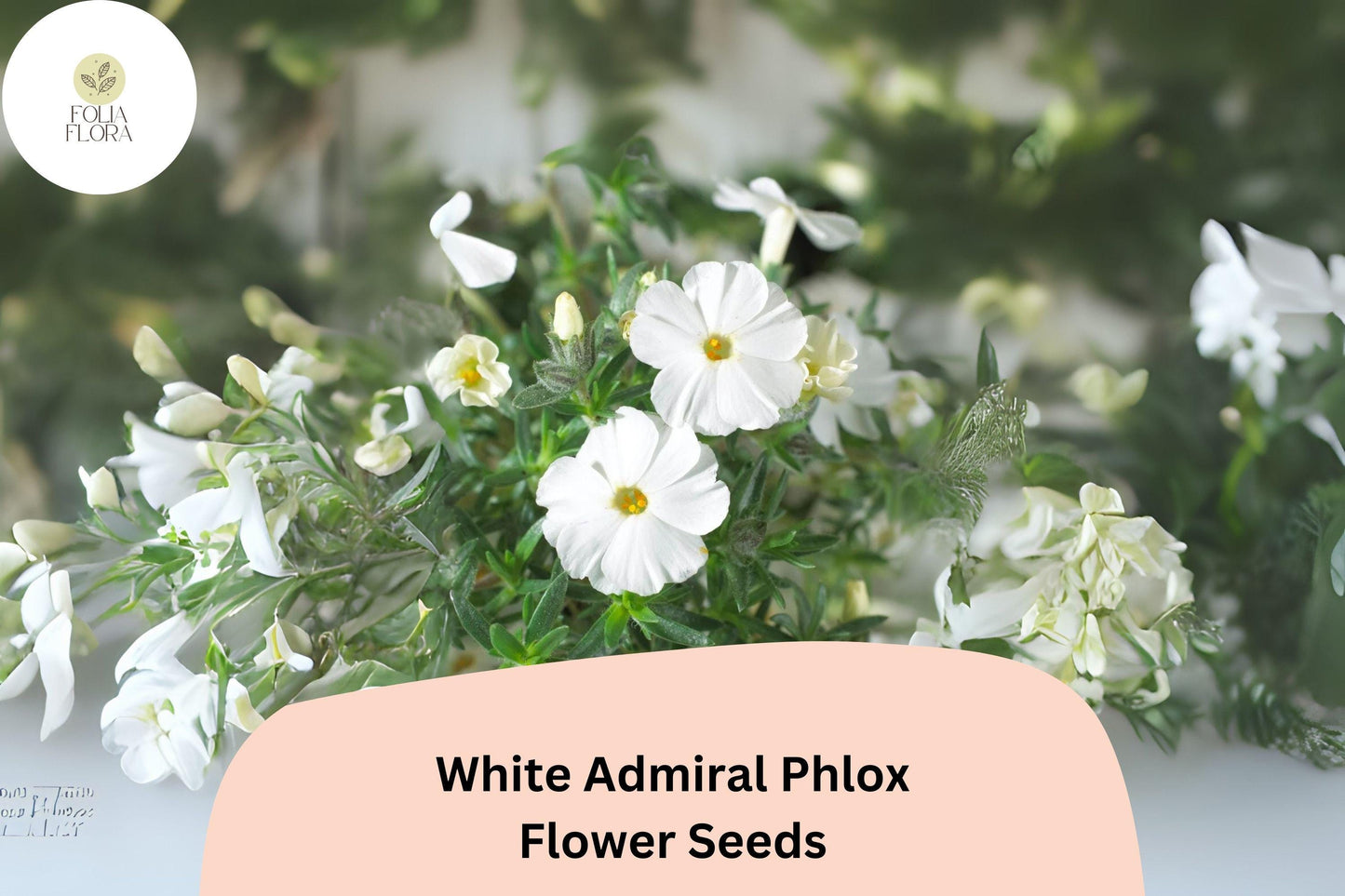 100+ White Admiral Phlox Seeds – Elegant White Flower Seeds for Planting, Phlox drummondii