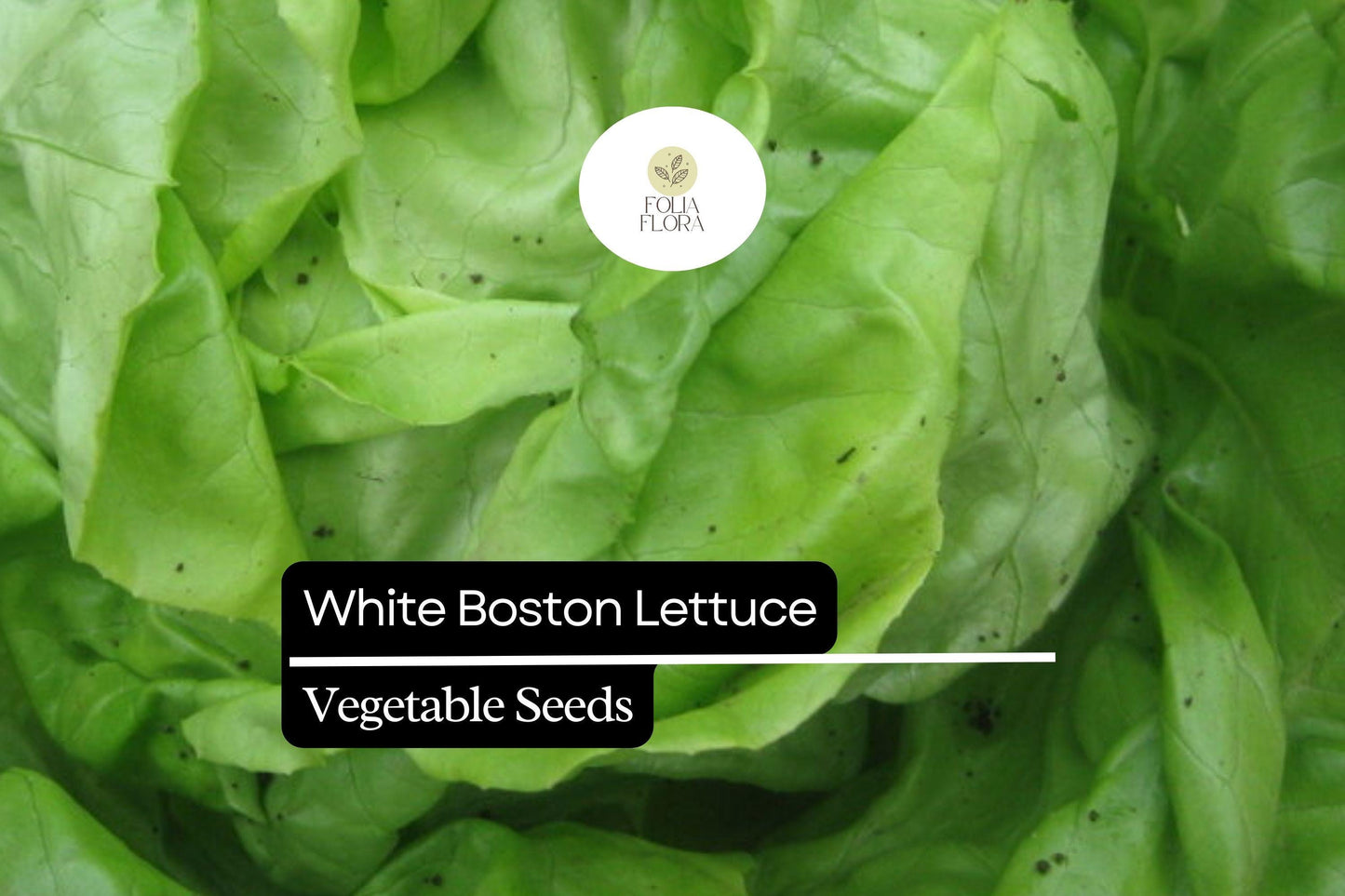 1000 White Boston Buttercrunch Lettuce Seeds – Lactuca sativa – Heirloom, Tender & Buttery, Heat-Tolerant