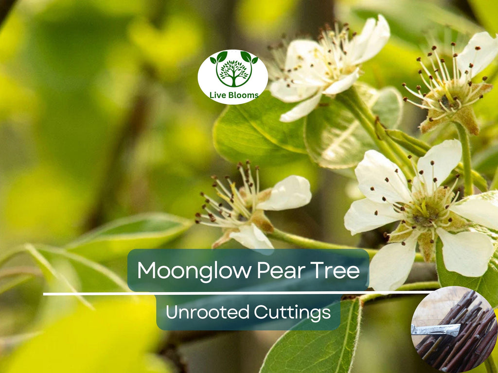 3 Moonglow Pear Tree Scions, Unrooted Cuttings 10-12 Inches for Grafting & Rooting – Pyrus communis, Sweet Edible Pear, Fruit Tree