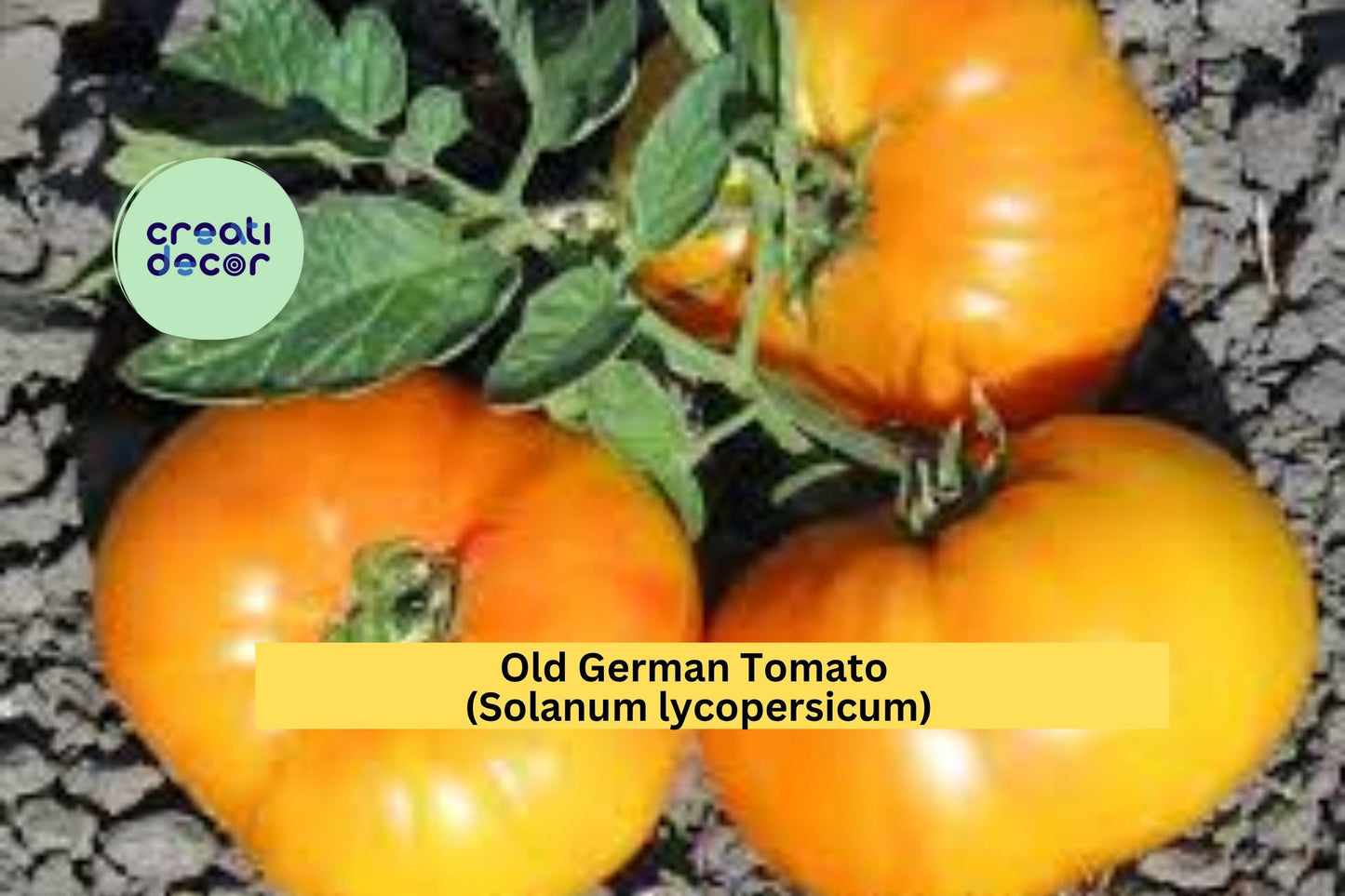 Old German Tomato Plants | Lot of 2 Live Heirloom Starter Plants | 6–10 Inch Garden Tomatoes