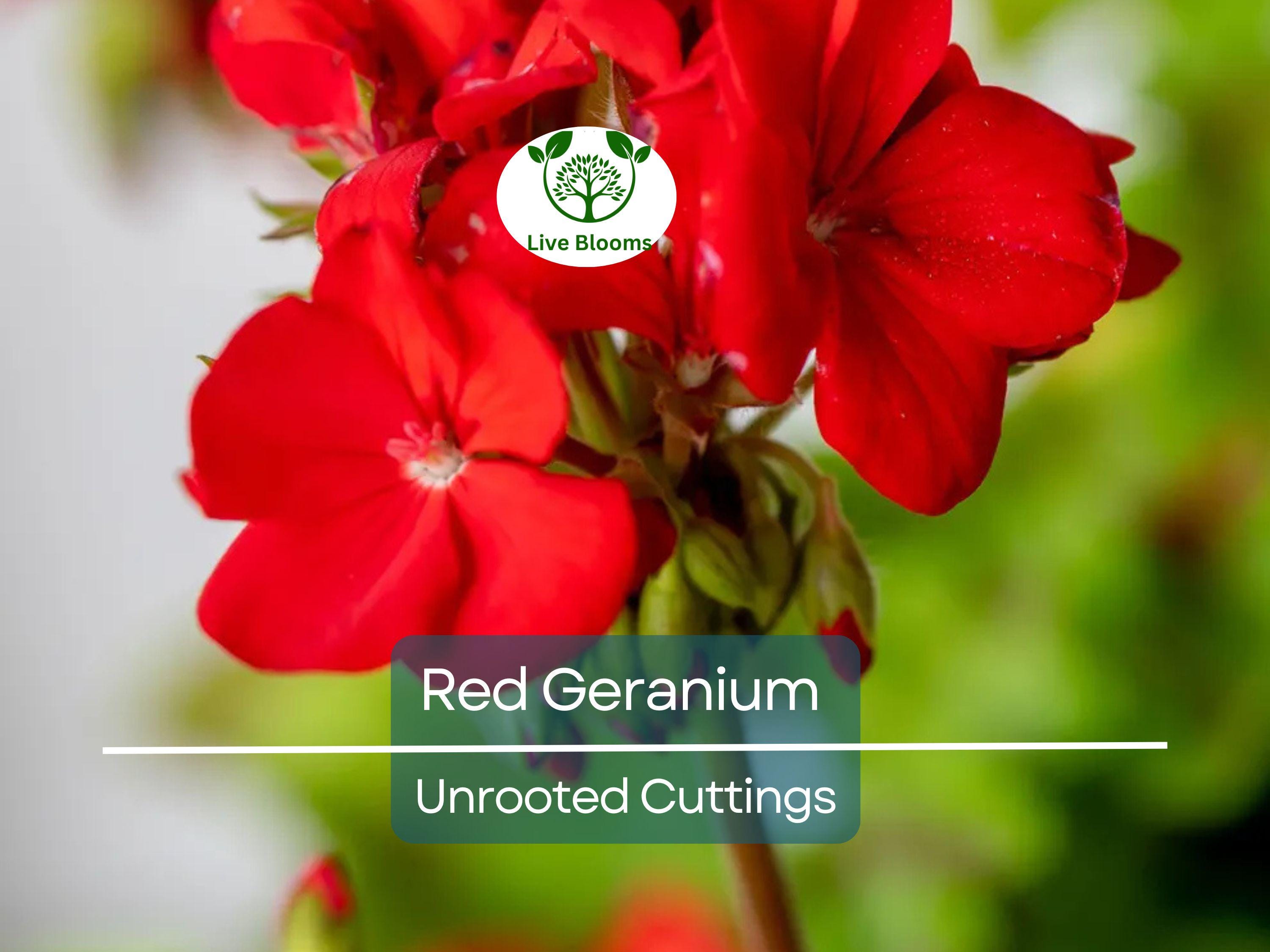 5 Organic Red Geranium Unrooted Cuttings 5-8" - Fresh, Easy to Root, Pelargonium - Vibrant Red Blooms, for Garden, Pots, or Hanging Baskets