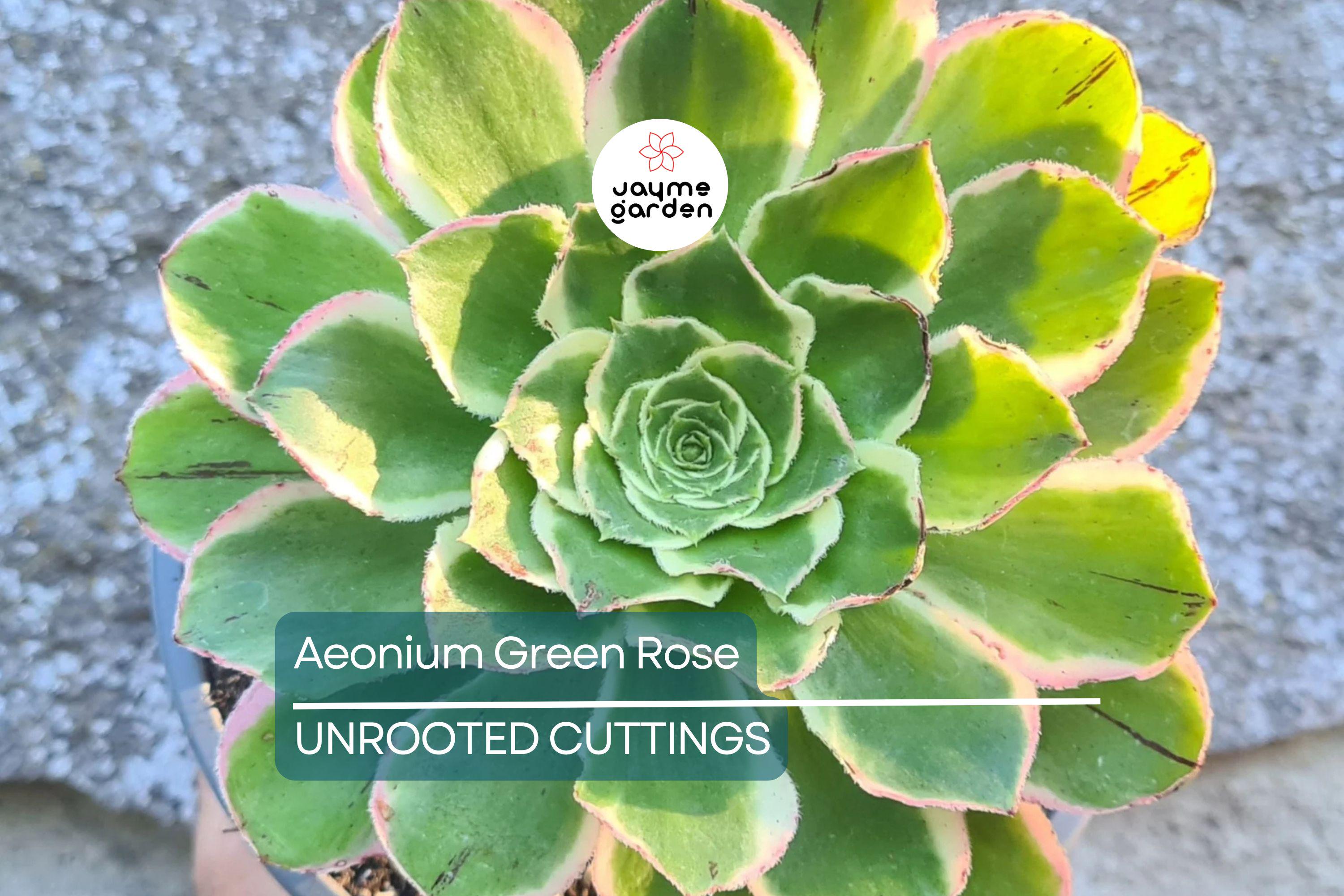 Aeonium Green Rose Cutting | 3" Head | Fresh Unrooted Succulent | Easy to Grow | Perfect for Propagation