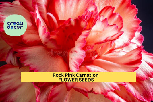 200+ Rock Pink Carnation Seeds – Fragrant Pink Blooms for Garden Planting, Hardy Perennials for Borders & Bouquets – USA