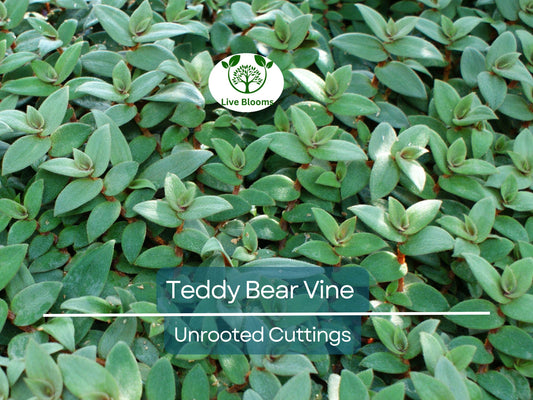 4 Teddy Bear Vine Unrooted Cuttings, Cissus Discolor, Trailing Vine, Tropical Houseplant, Perfect for Rooting, Easy Care, Decorative Plant