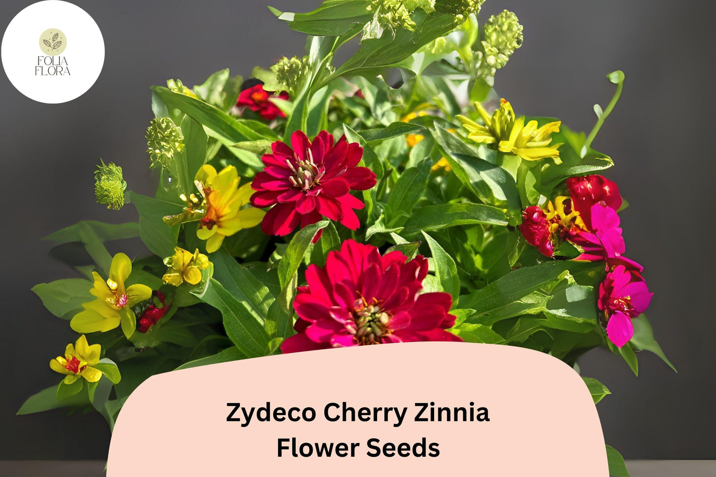 Zydeco Cherry Zinnia Seeds: Red Blooms, Heirloom Non-GMO