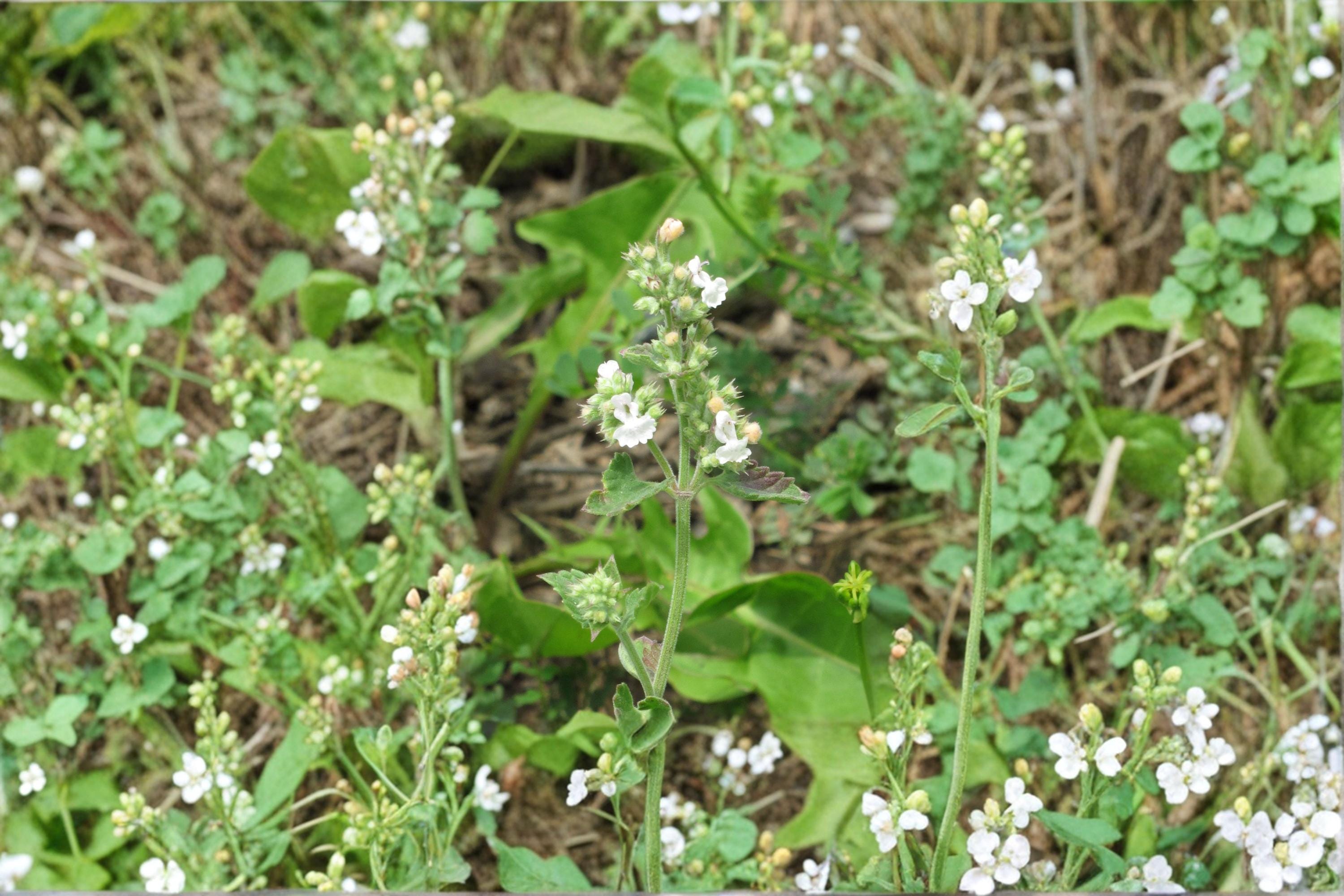Catnip – Nepeta cataria Seeds | 100 Seeds | Aromatic Herb for Cats | Pollinator-Friendly Garden Plant