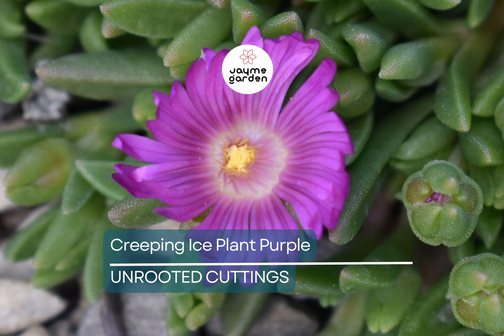 10 Cuttings Creeping Ice Plant | Rare Purple/Pink Blooms | Ground Cover Succulent | Easy to Grow | Drought-Tolerant
