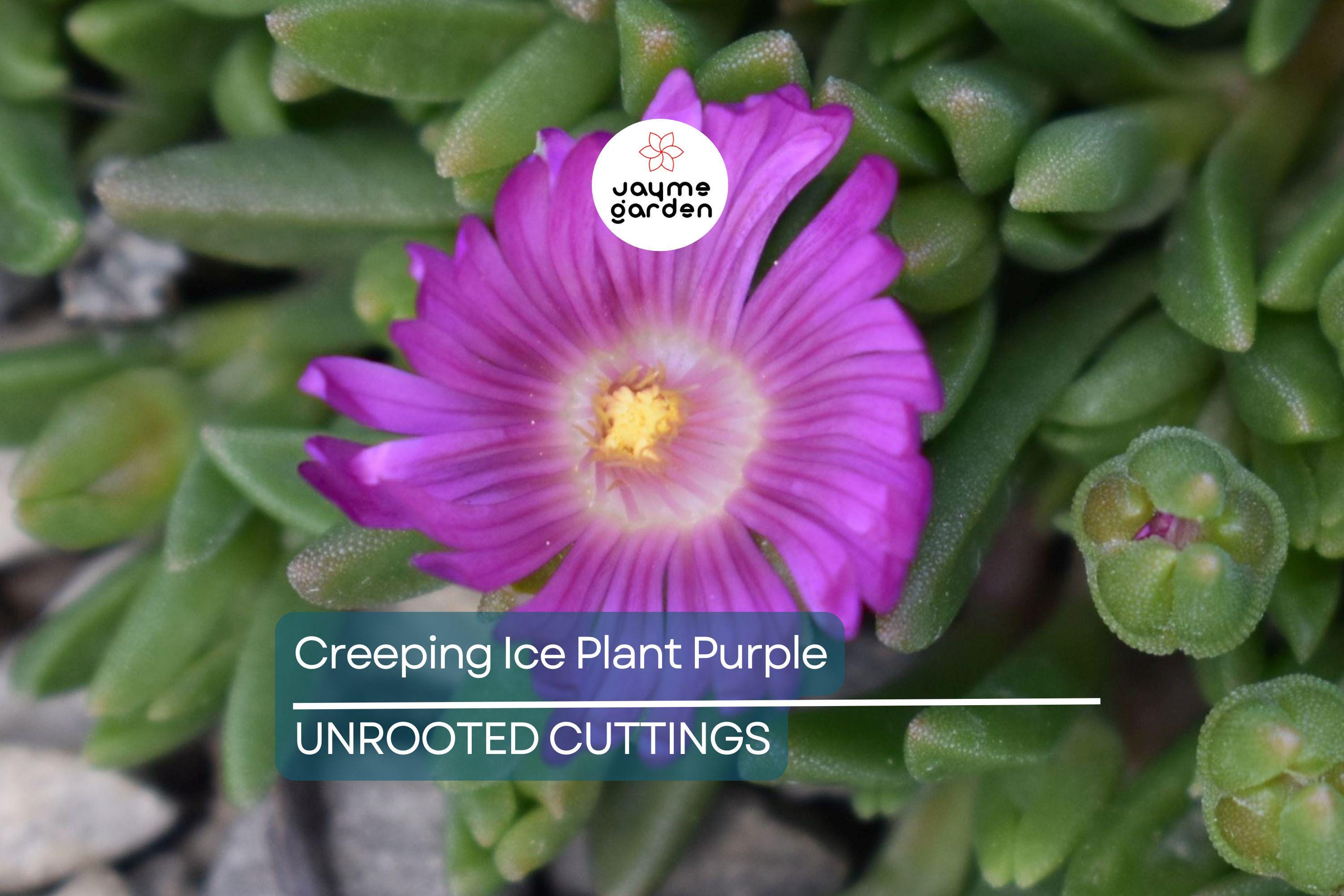10 Cuttings Creeping Ice Plant | Rare Purple/Pink Blooms | Ground Cover Succulent | Easy to Grow | Drought-Tolerant