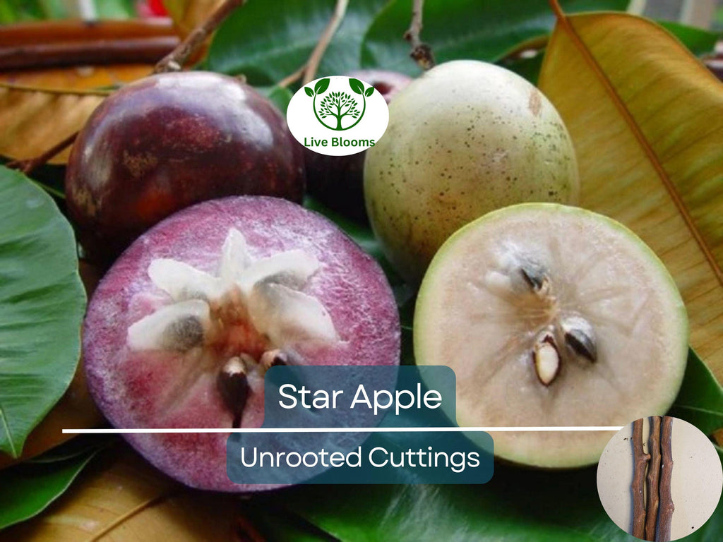 4 Star Apple Cutting 5-6" Unrooted for Grafting – Tropical Fruit Tree (Annona sp.) – Exotic Fruit, Propagation, Apple, Tropical Gardening