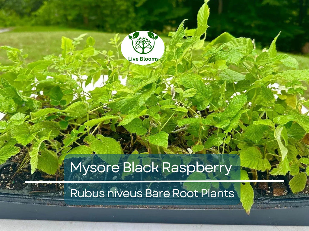 1 Mysore Black Raspberry Plant - Rubus Niveus - Bare Root Starter Fruit Plant for Garden and Orchard