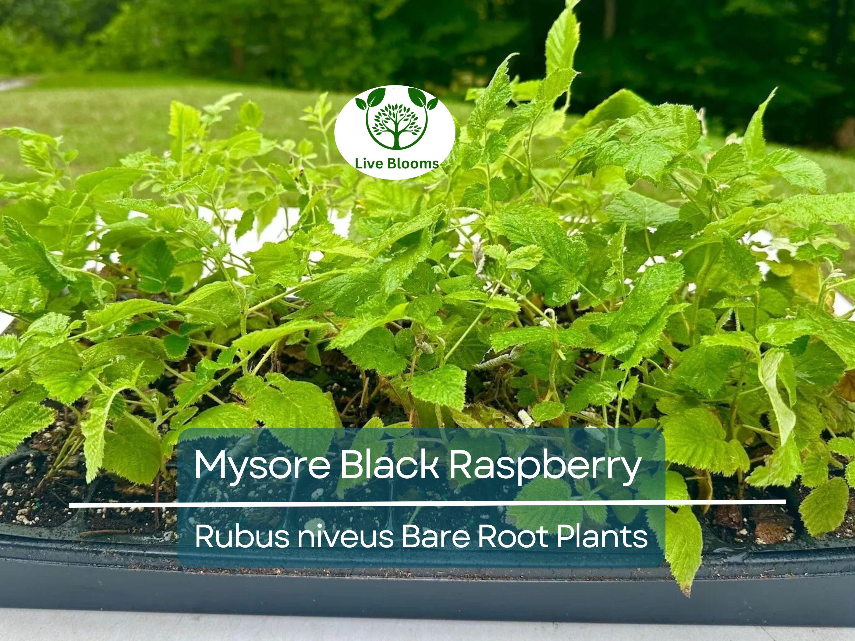 1 Mysore Black Raspberry Plant - Rubus Niveus - Bare Root Starter Fruit Plant for Garden and Orchard