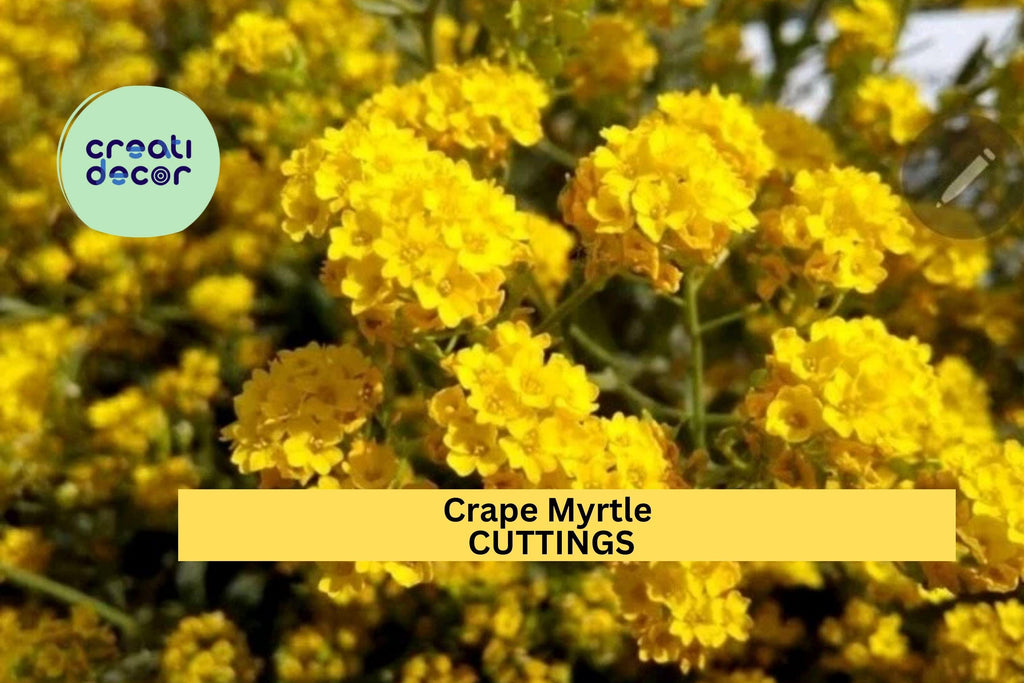 7 Live Stems for Rooting - Crape Myrtle Cuttings , Fast Growing Lagerstroemia Plant, Summer Flowering Shrub or Small Tree for Garden