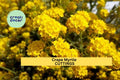 7 Live Stems for Rooting - Crape Myrtle Cuttings , Fast Growing Lagerstroemia Plant, Summer Flowering Shrub or Small Tree for Garden