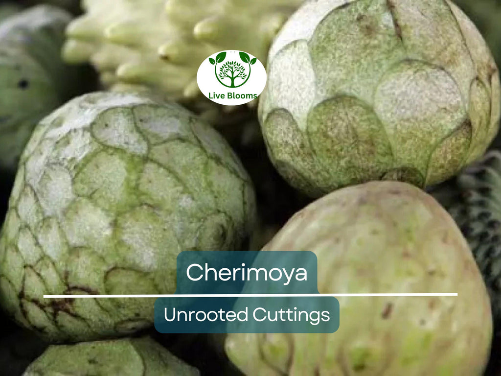 4 Pcs California Cherimoya Unrooted Cuttings for Rooting - Annona cherimola, Sweet Custard Fruit, Easy Propagation, Tropical Fruit Plant
