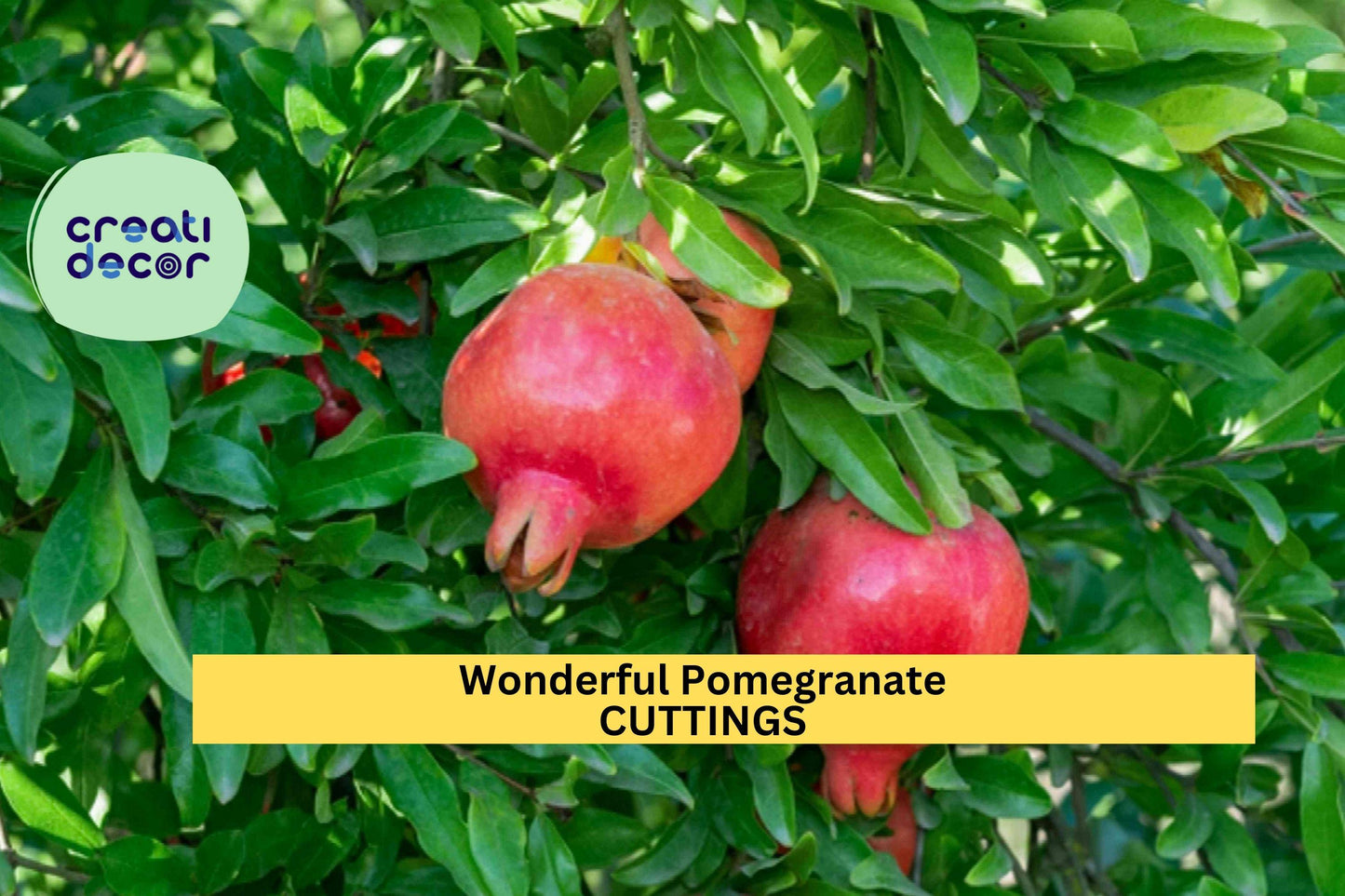 4 Wonderful Pomegranate Cuttings – Punica granatum Stems for Rooting | From Mature Tree | Grow in Pots, Orchards, or Garden Beds