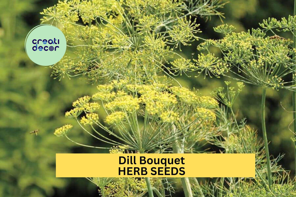 3pcs of 1g Dill Bouquet Seeds – Aromatic Herb for Pickling, Cooking & Garden Growing – Easy to Grow in Sun or Pots Seeds for Planting