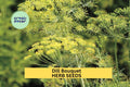 3pcs of 1g Dill Bouquet Seeds – Aromatic Herb for Pickling, Cooking & Garden Growing – Easy to Grow in Sun or Pots Seeds for Planting