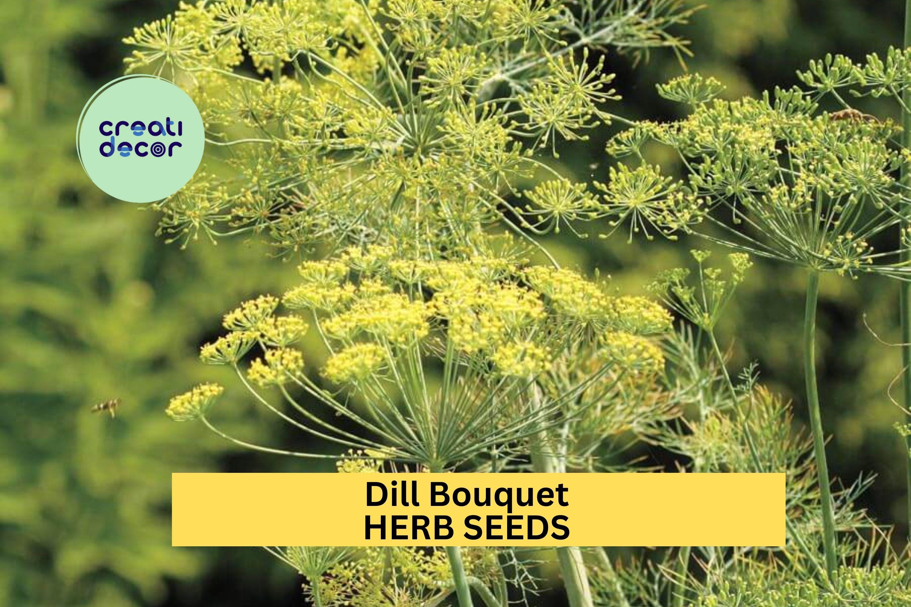 3pcs of 1g Dill Bouquet Seeds – Aromatic Herb for Pickling, Cooking & Garden Growing – Easy to Grow in Sun or Pots Seeds for Planting