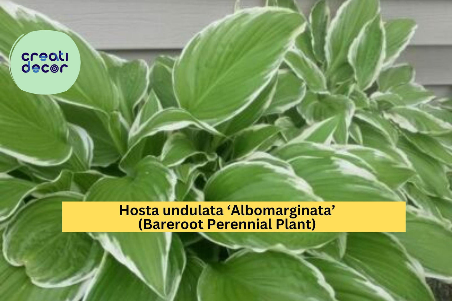 Hosta undulata ‘Albomarginata’ – Bareroot Plant – Variegated Shade Perennial with Green and White Leaves for Spring Gardens