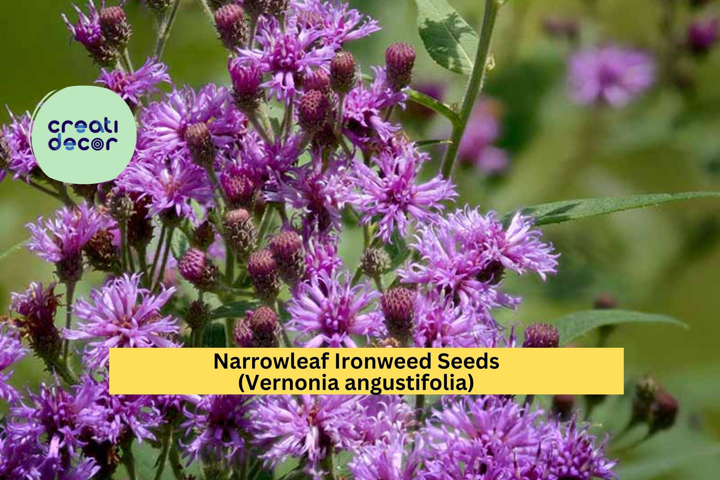 Narrowleaf Ironweed Seeds (Vernonia angustifolia) – 100 Seeds – Purple Native Wildflower for Pollinator and Meadow Gardens