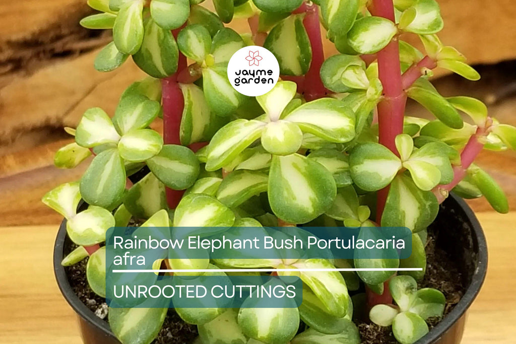 20 Rainbow Elephant Bush Cuttings - Portulacaria afra Succulent Cactus Live Plants for Propagation