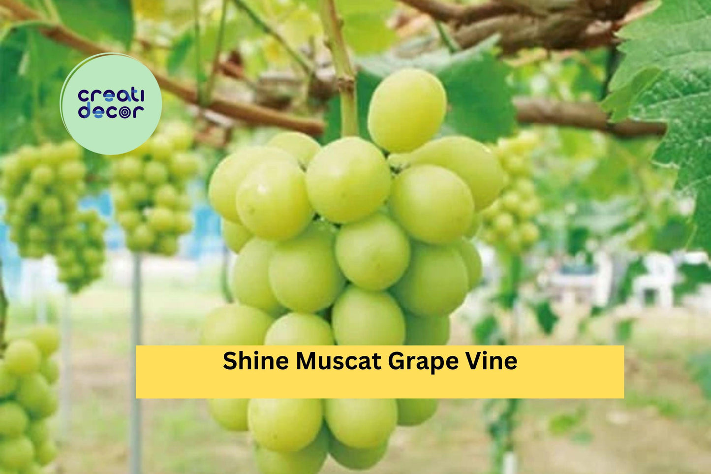 Shine Muscat Grape Vine Cuttings | Set of 5 Live Vitis Cuttings for Rooting or Grafting | Sweet Green Seedless Grape Variety