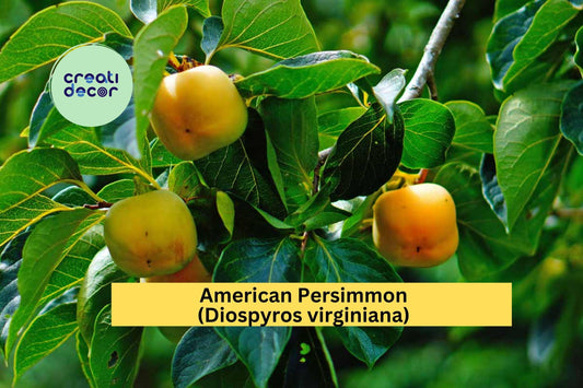 American Persimmon Trees | Set of 3 Diospyros virginiana Seedlings | Native Fruit Tree Starters for Orchards, Gardens, Landscaping
