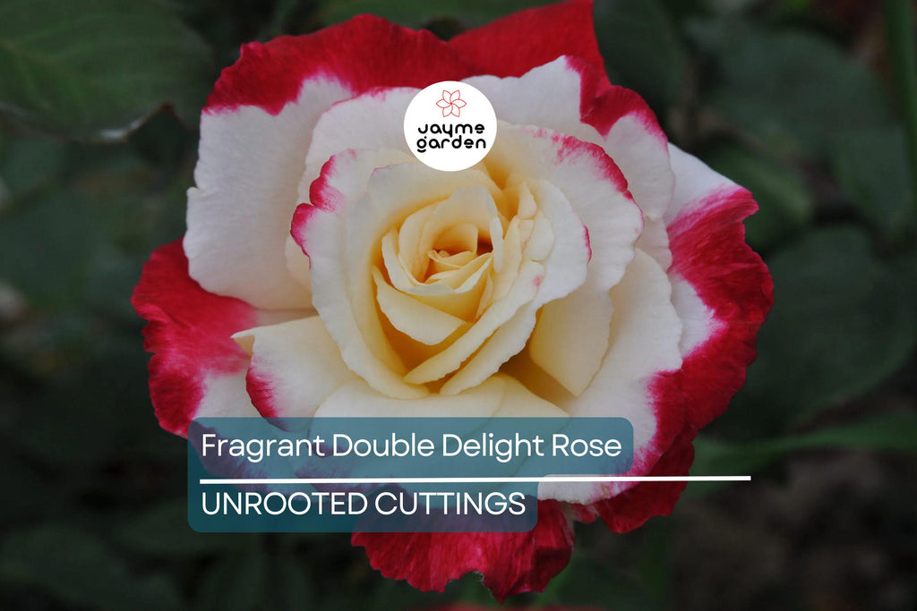 Large Fragrant Double Delight Rose - 5 Stems for Planting, Ornate Blooms, Long Stems, Perfect for USA Garden