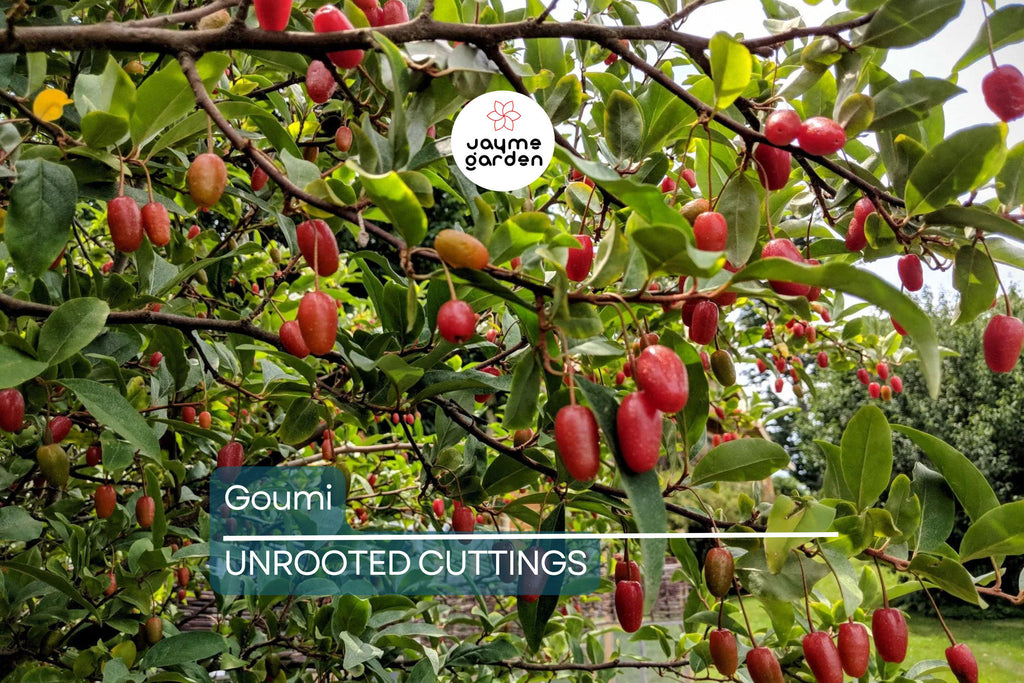 4 Goumi Cuttings | Edible Red Fruits, Nitrogen-Fixing, Cold Hardy Permaculture Tree for Edible Landscaping, No Ship to Ca, Az, Fl & Hi