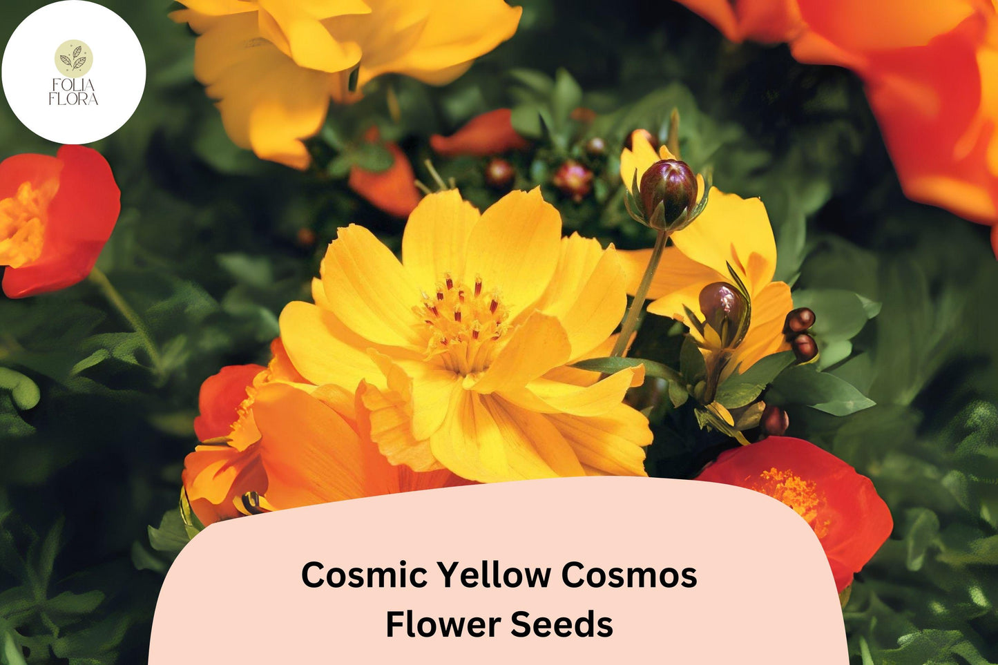 200+ Cosmic Yellow Cosmos Seeds | Cosmos Sulphureus Bright Yellow Annual Flower Seeds for Garden