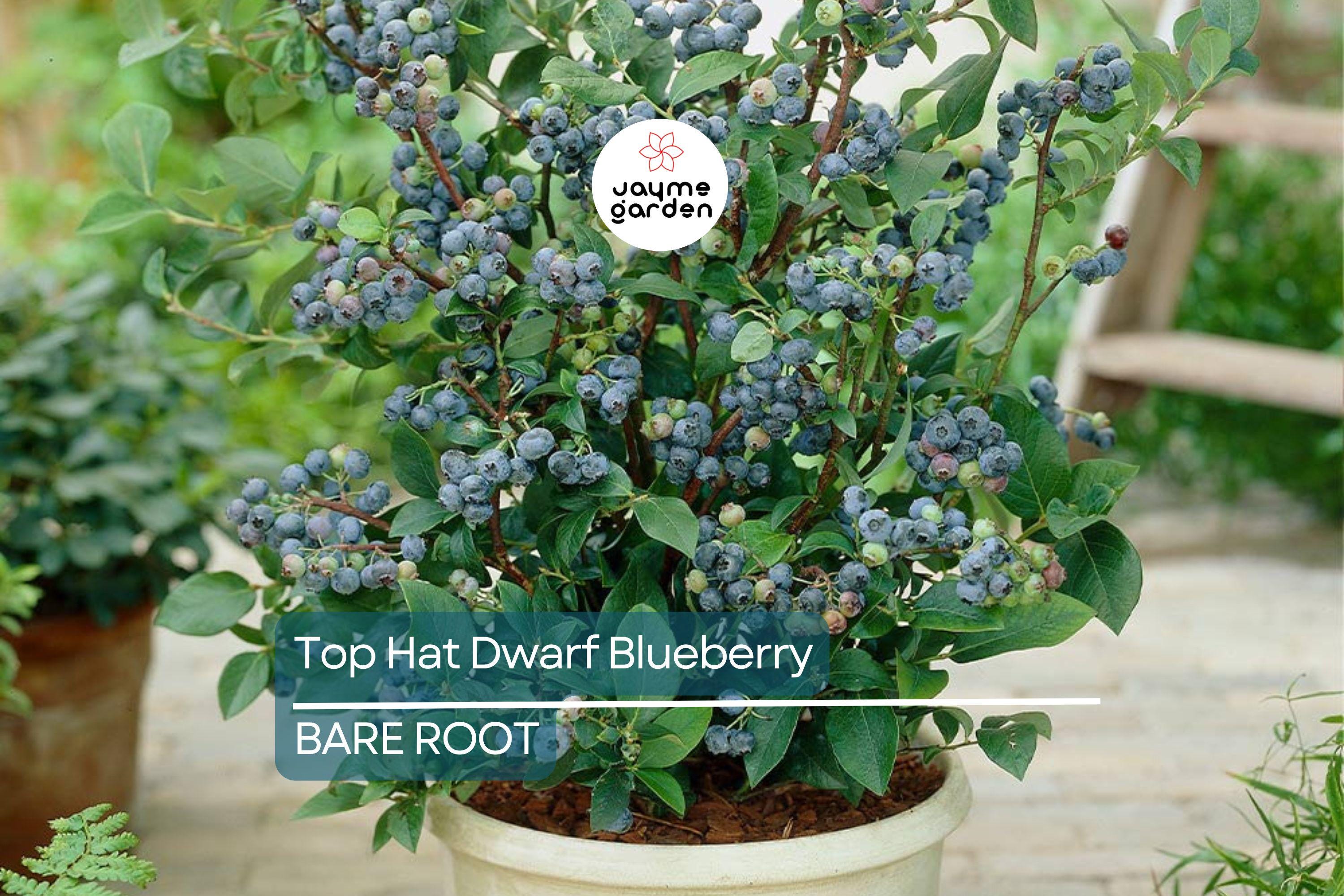 3 Top Hat Dwarf Blueberry Starter Plants Seedlings 4-6 inch Tall - Edible Berry Fruit Bush – Huge Roots, Live Bare Root, Full-Sized Berries